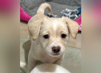 Joris, geb. ca. 10/2025, lebt in GRIECHENLAND, auf einer privaten Pflegestelle