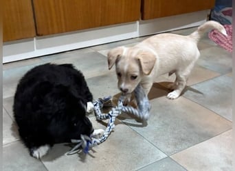 Joris, geb. ca. 10/2025, lebt in GRIECHENLAND, auf einer privaten Pflegestelle