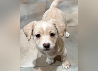 Joris, geb. ca. 10/2025, lebt in GRIECHENLAND, auf einer privaten Pflegestelle