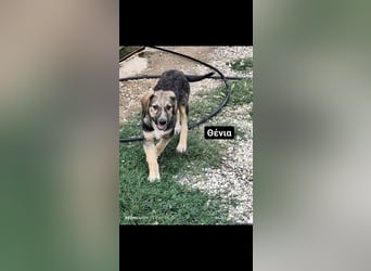 Xenia, schüchterne Schönheit, ca. 1 Jahr, ca. 38 cm, ca. 14 kg