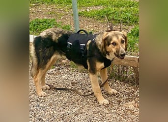 Xenia, schüchterne Schönheit, ca. 1 Jahr, ca. 38 cm, ca. 14 kg