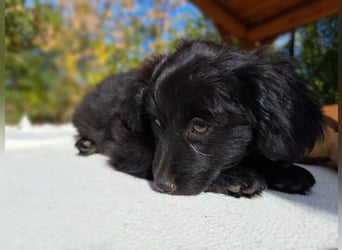 Luna, entdeckungsfreudiges Welpenmädchen, ca. 3 Monate, ca. 26 cm, ca. 4 kg