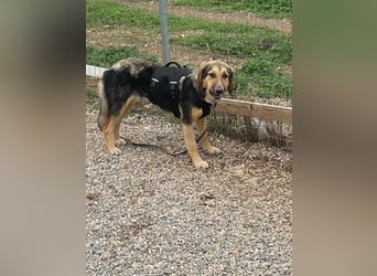 Xenia, schüchterne Schönheit, ca. 1 Jahr, ca. 38 cm, ca. 14 kg