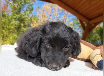 Luna, entdeckungsfreudiges Welpenmädchen, ca. 3 Monate, ca. 26 cm, ca. 4 kg