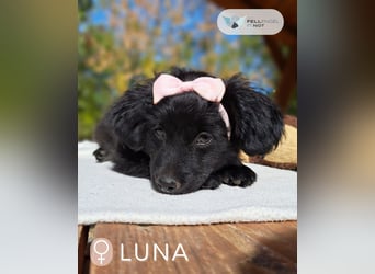 Luna, entdeckungsfreudiges Welpenmädchen, ca. 3 Monate, ca. 26 cm, ca. 4 kg