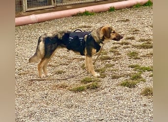 Xenia, schüchterne Schönheit, ca. 1 Jahr, ca. 38 cm, ca. 14 kg