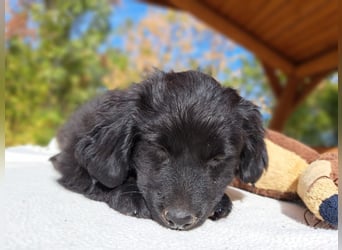 Luna, entdeckungsfreudiges Welpenmädchen, ca. 3 Monate, ca. 26 cm, ca. 4 kg
