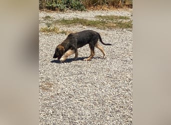 Xenia, schüchterne Schönheit, ca. 1 Jahr, ca. 38 cm, ca. 14 kg