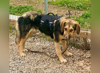 Xenia, schüchterne Schönheit, ca. 1 Jahr, ca. 38 cm, ca. 14 kg