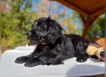 Libby, feinfühliges Welpenmädchen, ca. 3 Monate, ca. 26 cm, ca. 4 kg