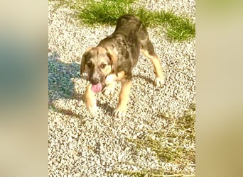 Xenia, schüchterne Schönheit, ca. 1 Jahr, ca. 38 cm, ca. 14 kg