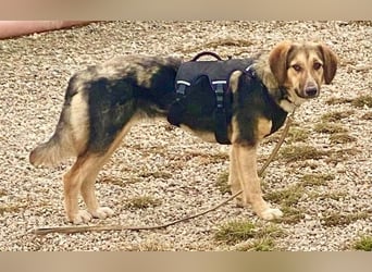 Xenia, schüchterne Schönheit, ca. 1 Jahr, ca. 38 cm, ca. 14 kg