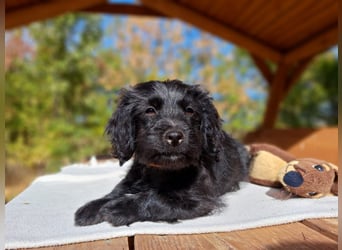 Libby, feinfühliges Welpenmädchen, ca. 3 Monate, ca. 26 cm, ca. 4 kg