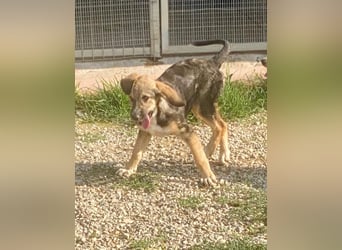 Xenia, schüchterne Schönheit, ca. 1 Jahr, ca. 38 cm, ca. 14 kg