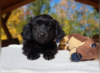 Luna, entdeckungsfreudiges Welpenmädchen, ca. 3 Monate, ca. 26 cm, ca. 4 kg