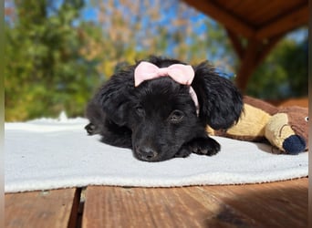 Luna, entdeckungsfreudiges Welpenmädchen, ca. 3 Monate, ca. 26 cm, ca. 4 kg