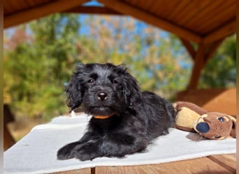 Libby, feinfühliges Welpenmädchen, ca. 3 Monate, ca. 26 cm, ca. 4 kg
