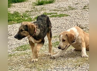 Xenia, schüchterne Schönheit, ca. 1 Jahr, ca. 38 cm, ca. 14 kg