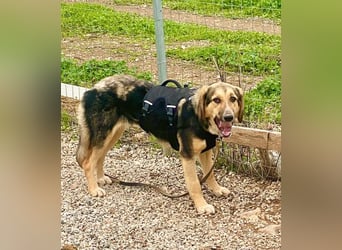 Xenia, schüchterne Schönheit, ca. 1 Jahr, ca. 38 cm, ca. 14 kg