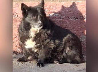Gorky