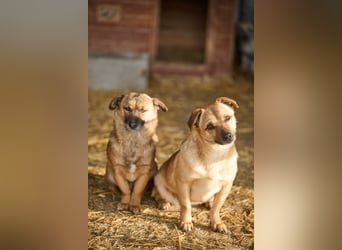 Tiny sucht das Glück