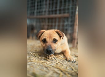 Tiny sucht das Glück