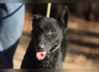 Bruno, lebenslustiger aufmerksamer Kuschelbär