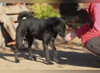 Bruno, lebenslustiger aufmerksamer Kuschelbär