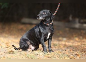 Kristina - Freundlicher Jagdhundmix sucht ein aktives Zuhause