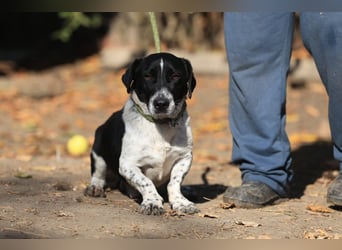 Grisu, toller Kerl im Tierheim, sucht sichere Menschen