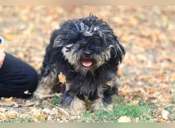 Angsthündin Happy sucht Ihren Lieblingsmenschen