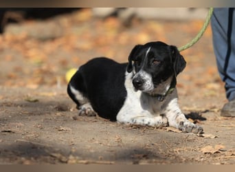 Grisu, toller Kerl im Tierheim, sucht sichere Menschen