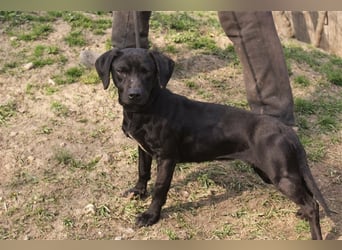 Kristina - Freundlicher Jagdhundmix sucht ein aktives Zuhause