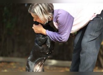 Kristina - Freundlicher Jagdhundmix sucht ein aktives Zuhause