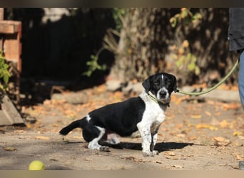 Grisu, toller Kerl im Tierheim, sucht sichere Menschen