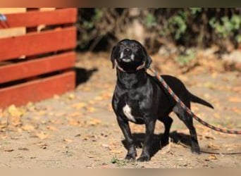 Kristina - Freundlicher Jagdhundmix sucht ein aktives Zuhause