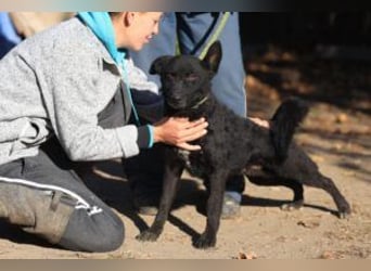 Bruno, lebenslustiger aufmerksamer Kuschelbär