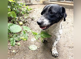 Grisu, toller Kerl im Tierheim, sucht sichere Menschen