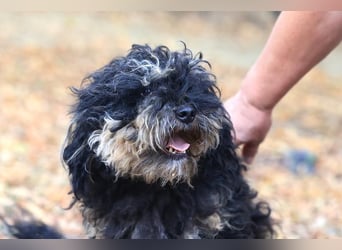 Angsthündin Happy sucht Ihren Lieblingsmenschen