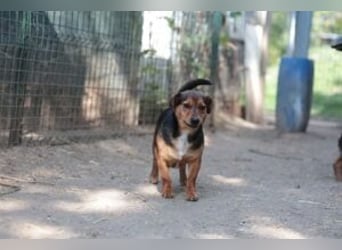 Janosh auf dem Weg ins Glück