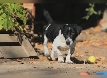 Grisu, toller Kerl im Tierheim, sucht sichere Menschen