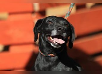 Kristina - Freundlicher Jagdhundmix sucht ein aktives Zuhause