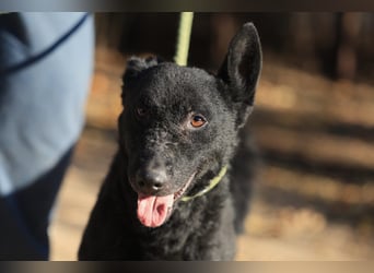 Bruno, lebenslustiger aufmerksamer Kuschelbär