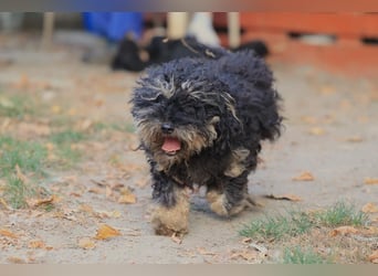 Angsthündin Happy sucht Ihren Lieblingsmenschen