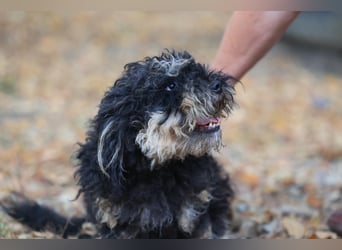 Angsthündin Happy sucht Ihren Lieblingsmenschen