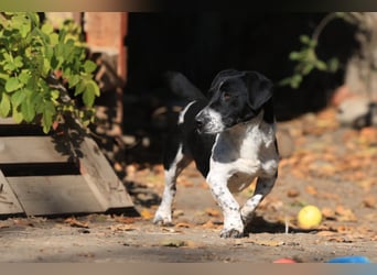 Grisu, toller Kerl im Tierheim, sucht sichere Menschen
