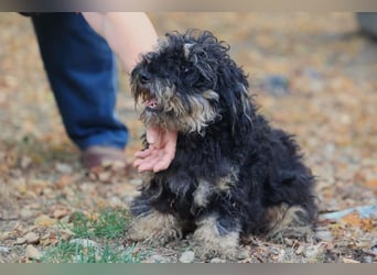 Angsthündin Happy sucht Ihren Lieblingsmenschen