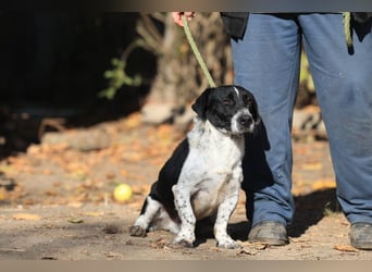 Grisu, toller Kerl im Tierheim, sucht sichere Menschen