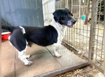 Grisu, toller Kerl im Tierheim, sucht sichere Menschen