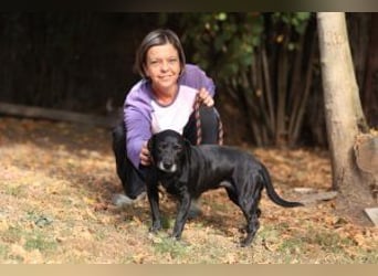 Kristina - Freundlicher Jagdhundmix sucht ein aktives Zuhause